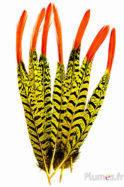 Fagiano Lady Amherst - 24-27 cm - rosso-giallo-nero